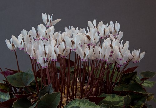 Cyclamen cyprium